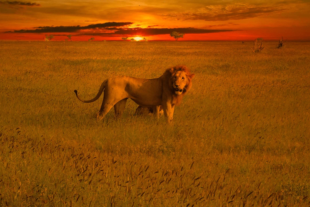Tsavo