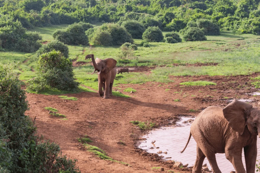 The Ark Safari Lodge