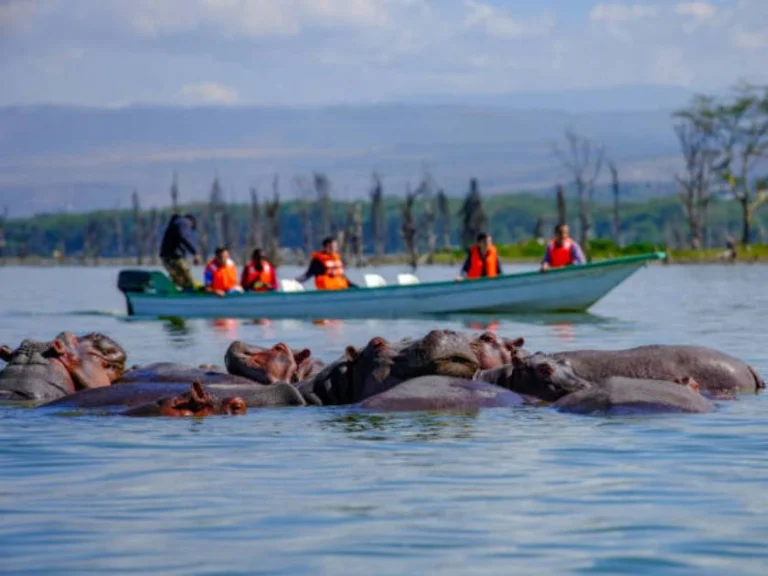 Lake Naivasha boat ride offering close-up hippo views