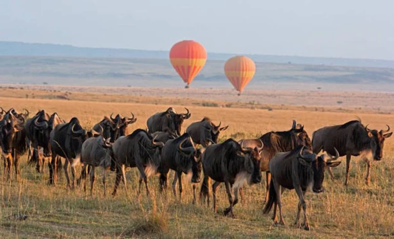 Wildebeest in the Maasai Mara with a hot air balloon safari above