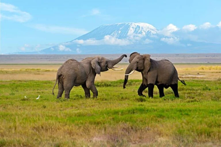 Kenya Safari Itinerary: How Many Days Do You Need?
