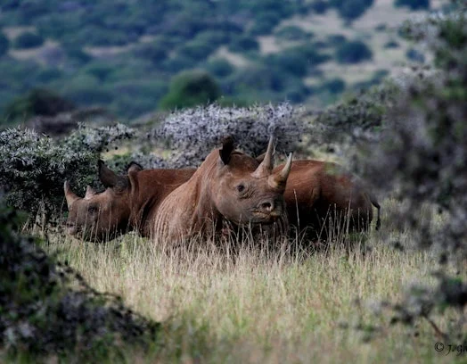 Black rhinoceros resting in scrubland in the Nanyuki area