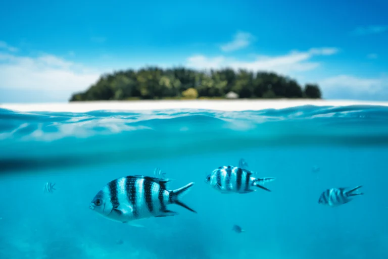 Tropical fish beneath clear water beside an island