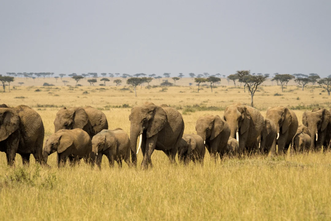 Elephant herd walking across the savannah
