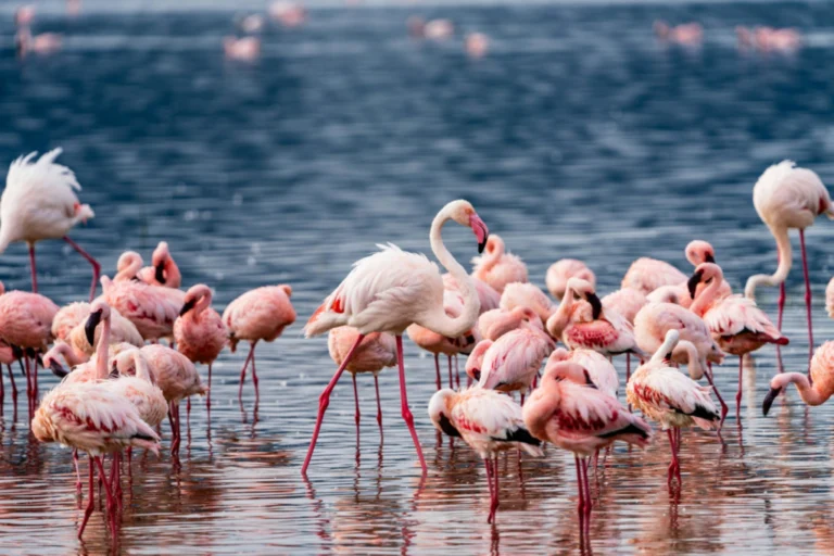 3 Days Lake Nakuru