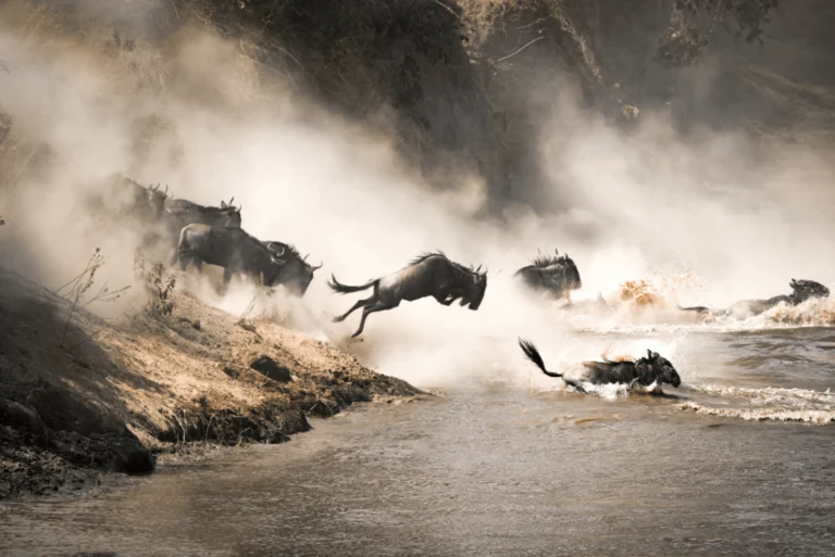 Wildebeest leaping into a river during a migration crossing