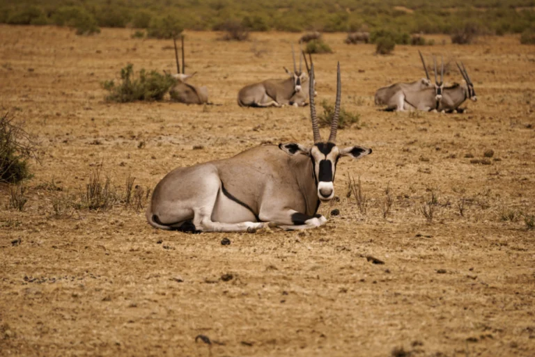 An oryx resting on dry ground in a Kenyan wildlife reserve