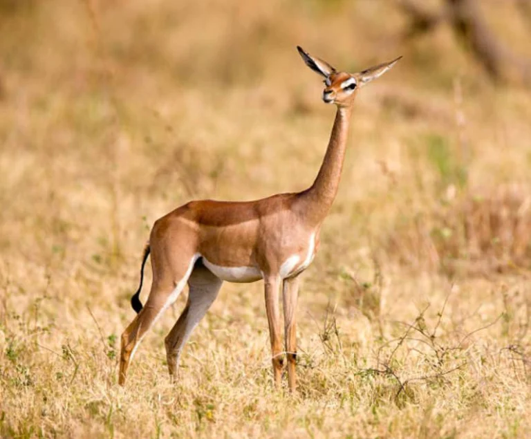Gerenuk in Samburu National Reserve, Kenya