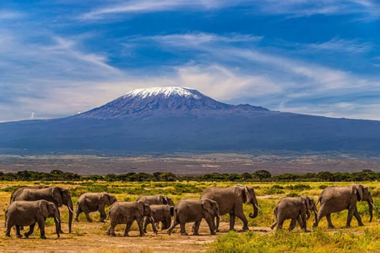 Elephants in Amboseli National Park with Mount Kilimanjaro