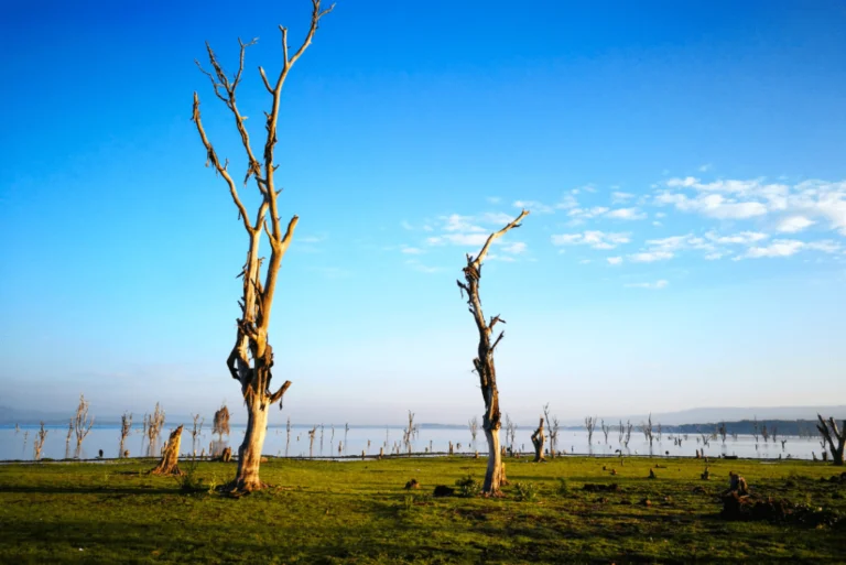 Bare trees and grass along the shore of Lake Naivasha