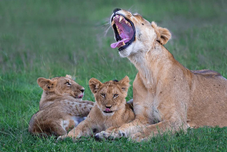 Maasai Mara