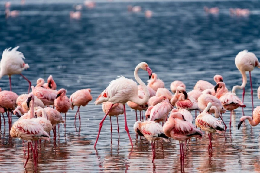 3 Days Lake Nakuru