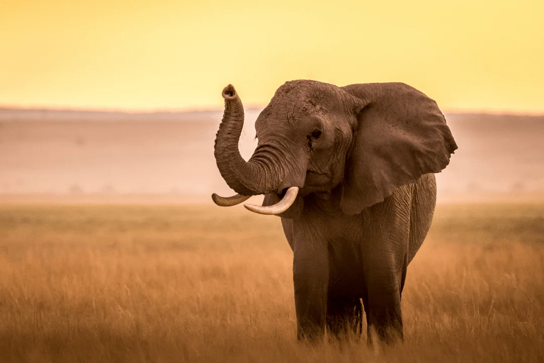 Amboseli